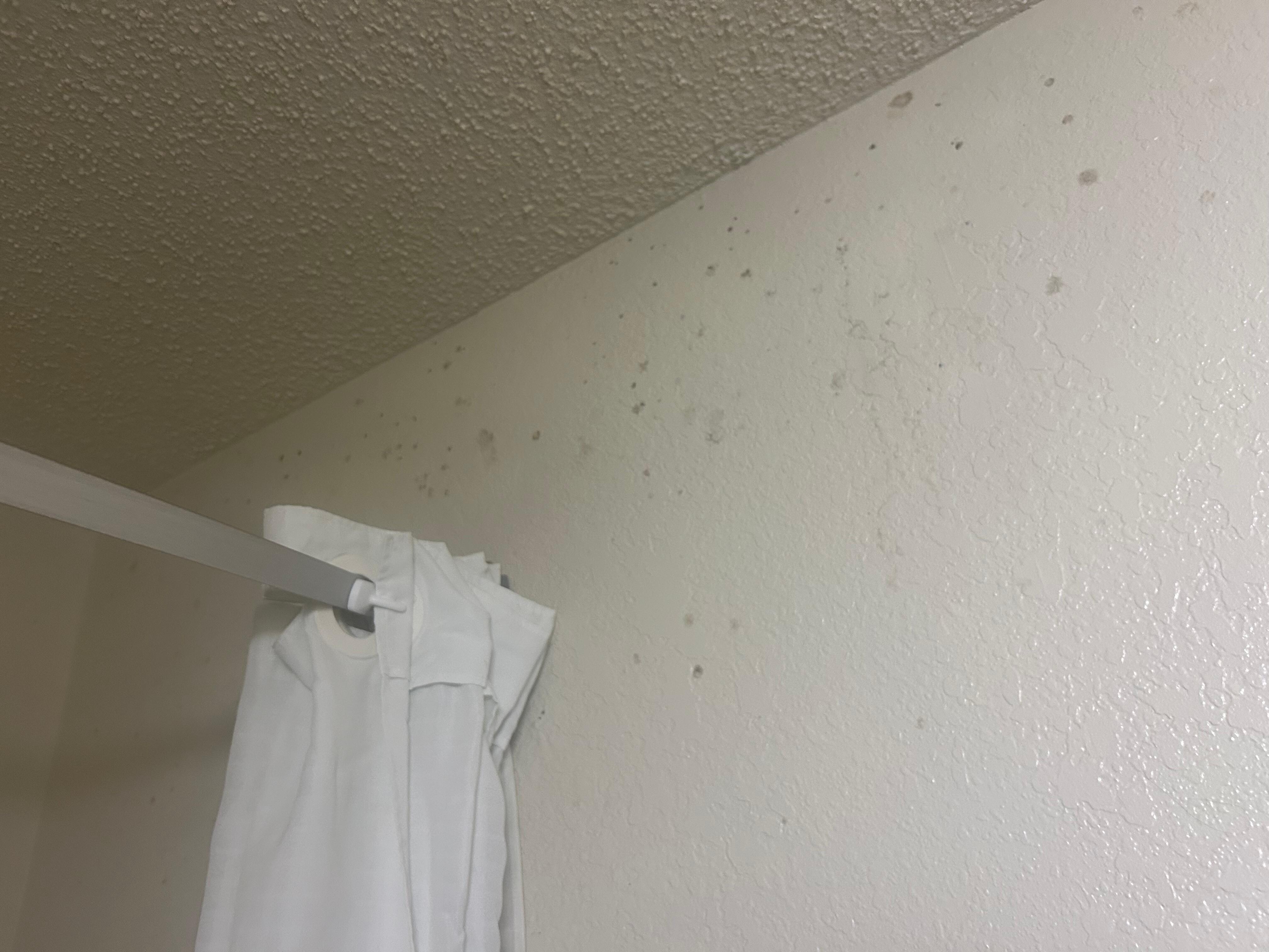 Mold on walls