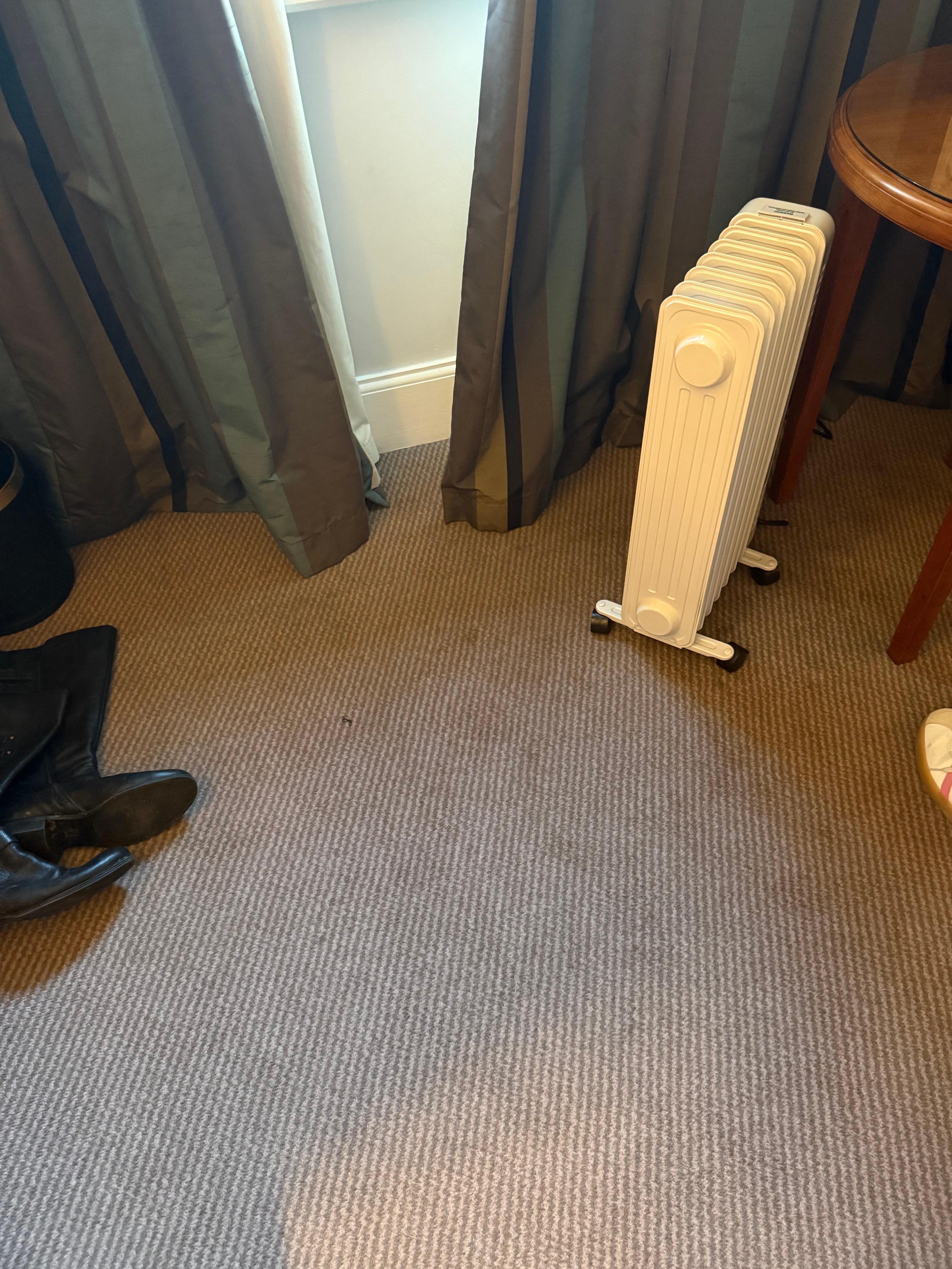 Carpet appears dirty 