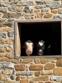 Curious neighbors. đ