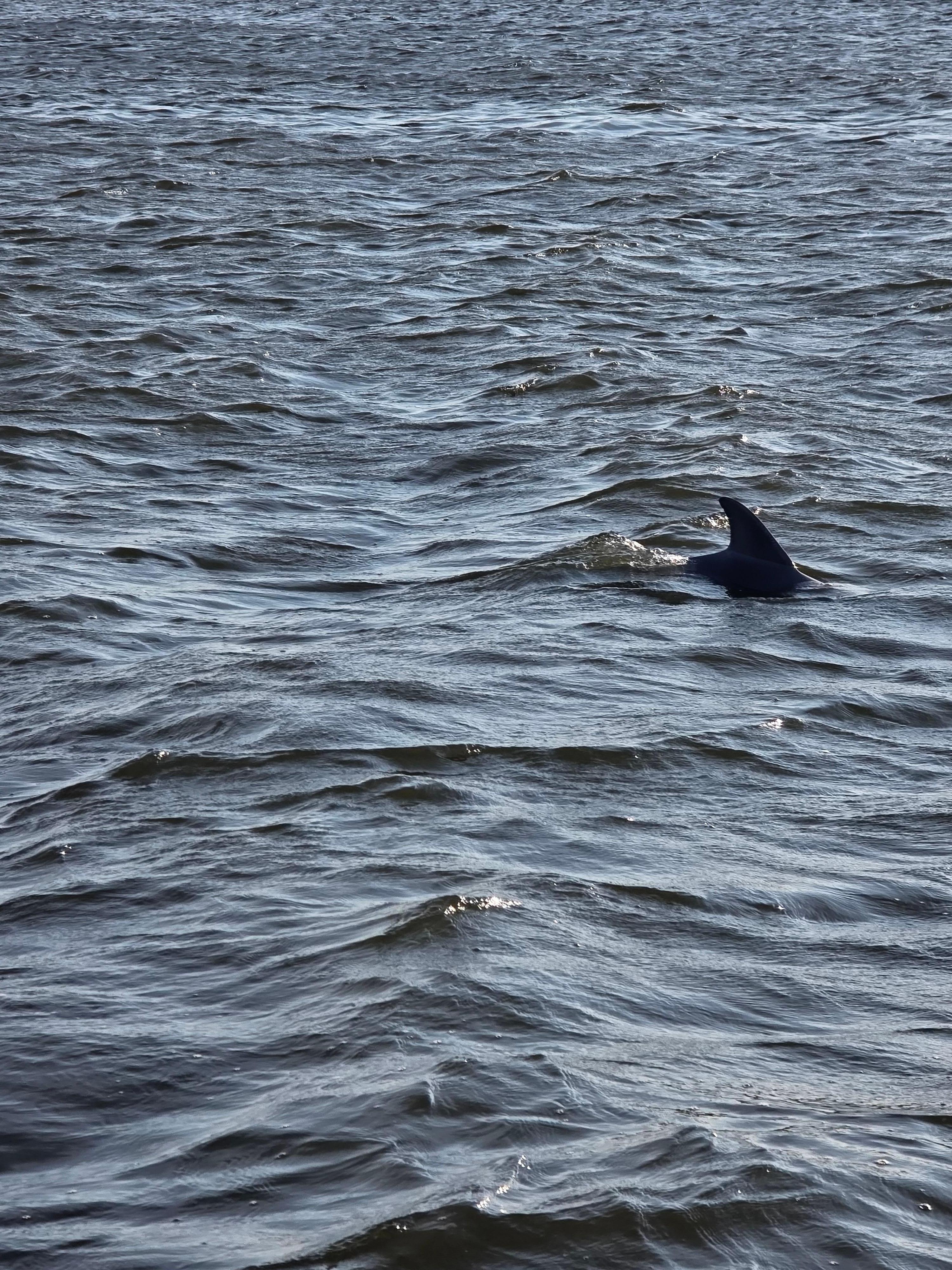 Dolphin watching out of Manteo.