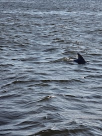 Dolphin watching out of Manteo.