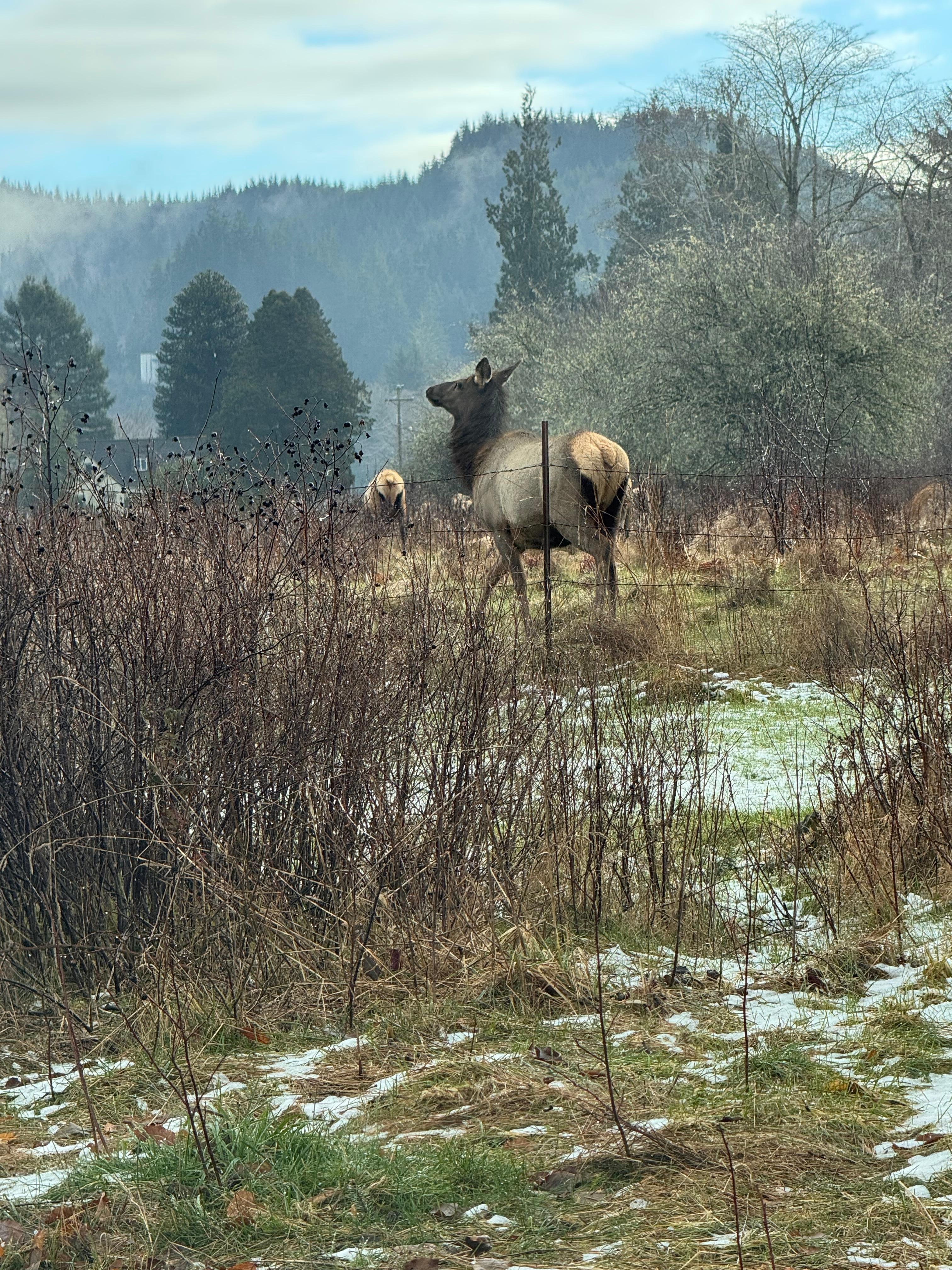 Elk hanging out in the back yard