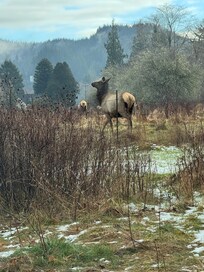 Elk hanging out in the back yard