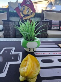 This is the screened porch. There is a star fruit tree in the backyard.