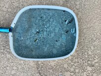 Pool service got lizard and left for us