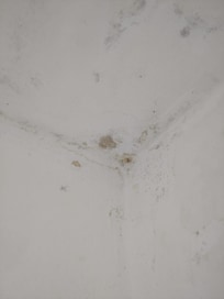 Mould growing on walls and the ceiling