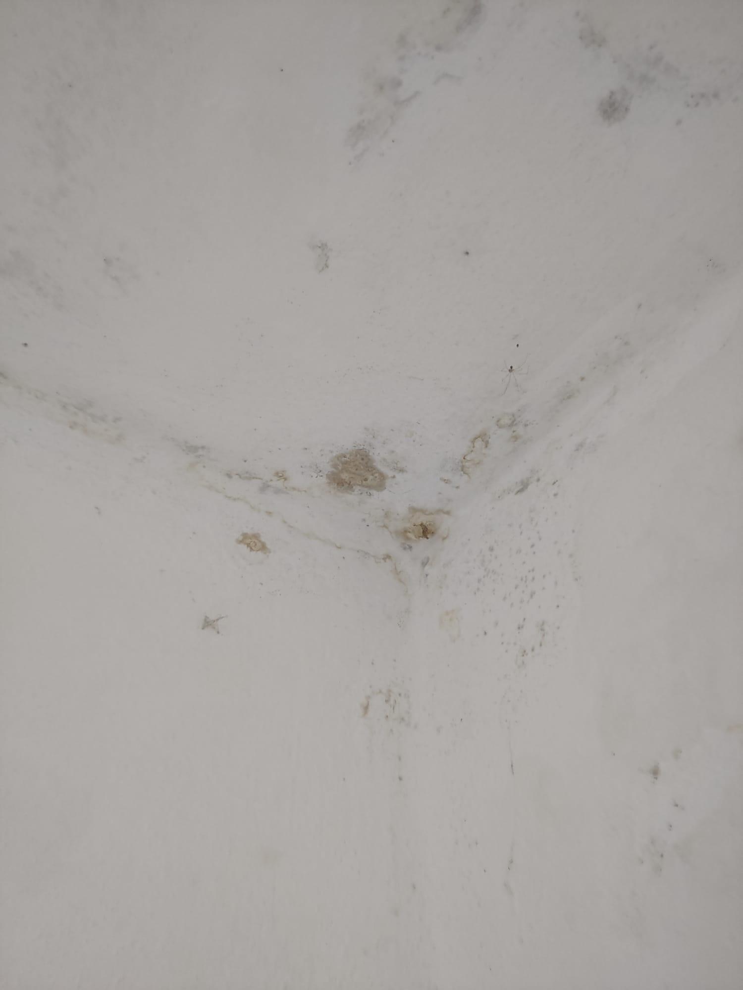 Mould growing on walls and the ceiling