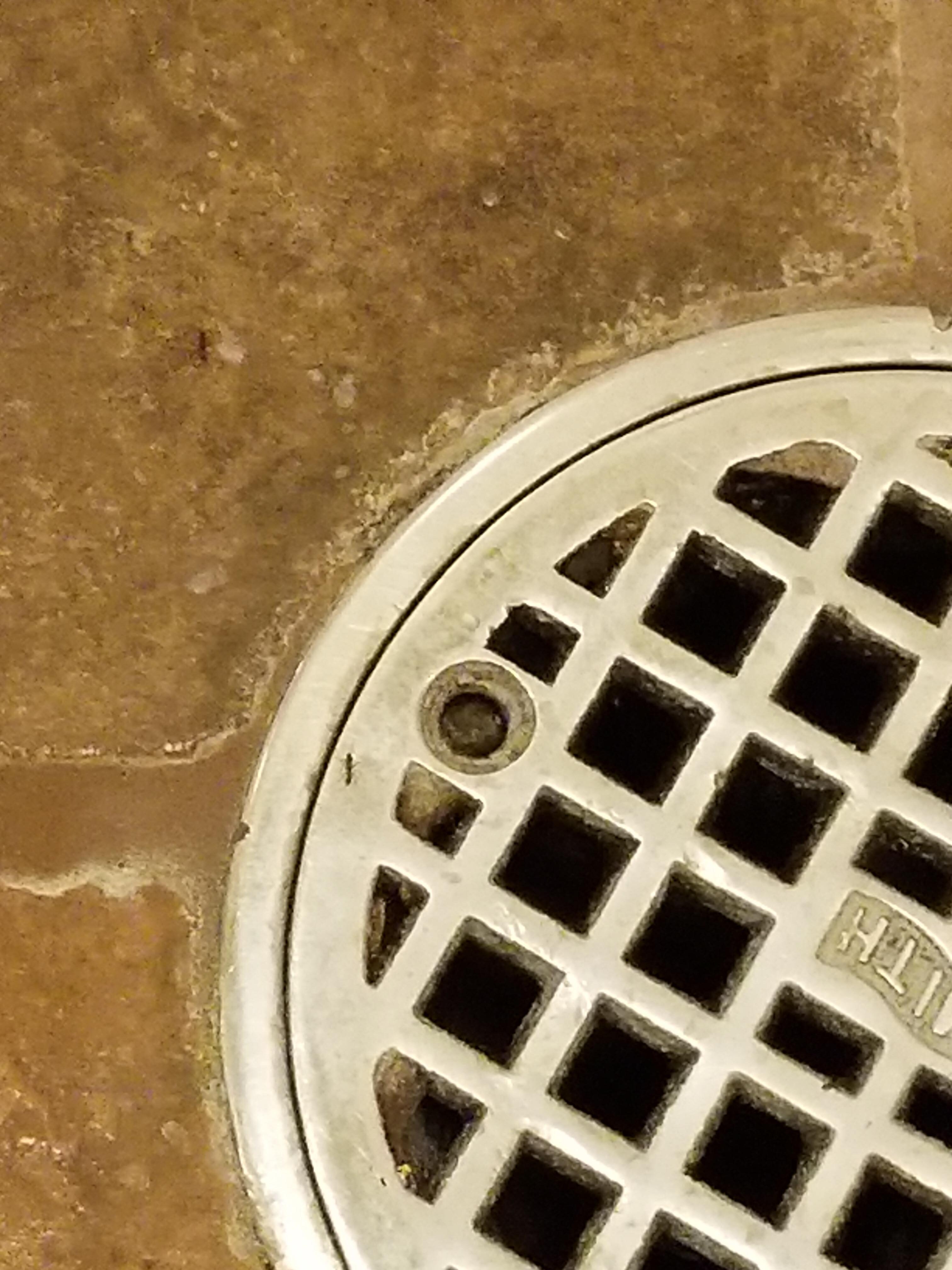 Ants in the shower