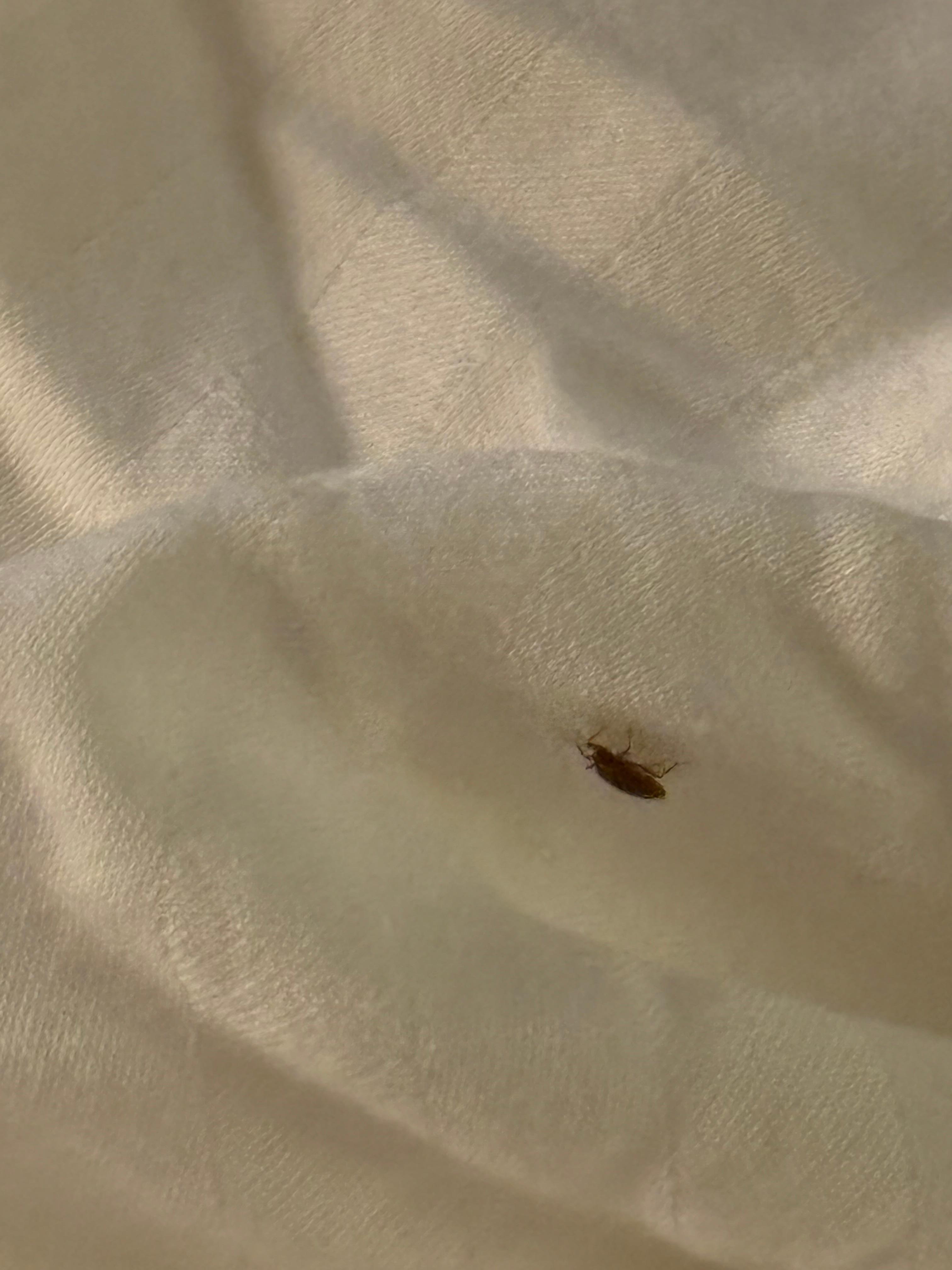 Bed bugs 129