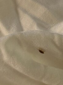 Bed bugs 129