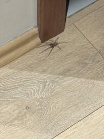 giant spider