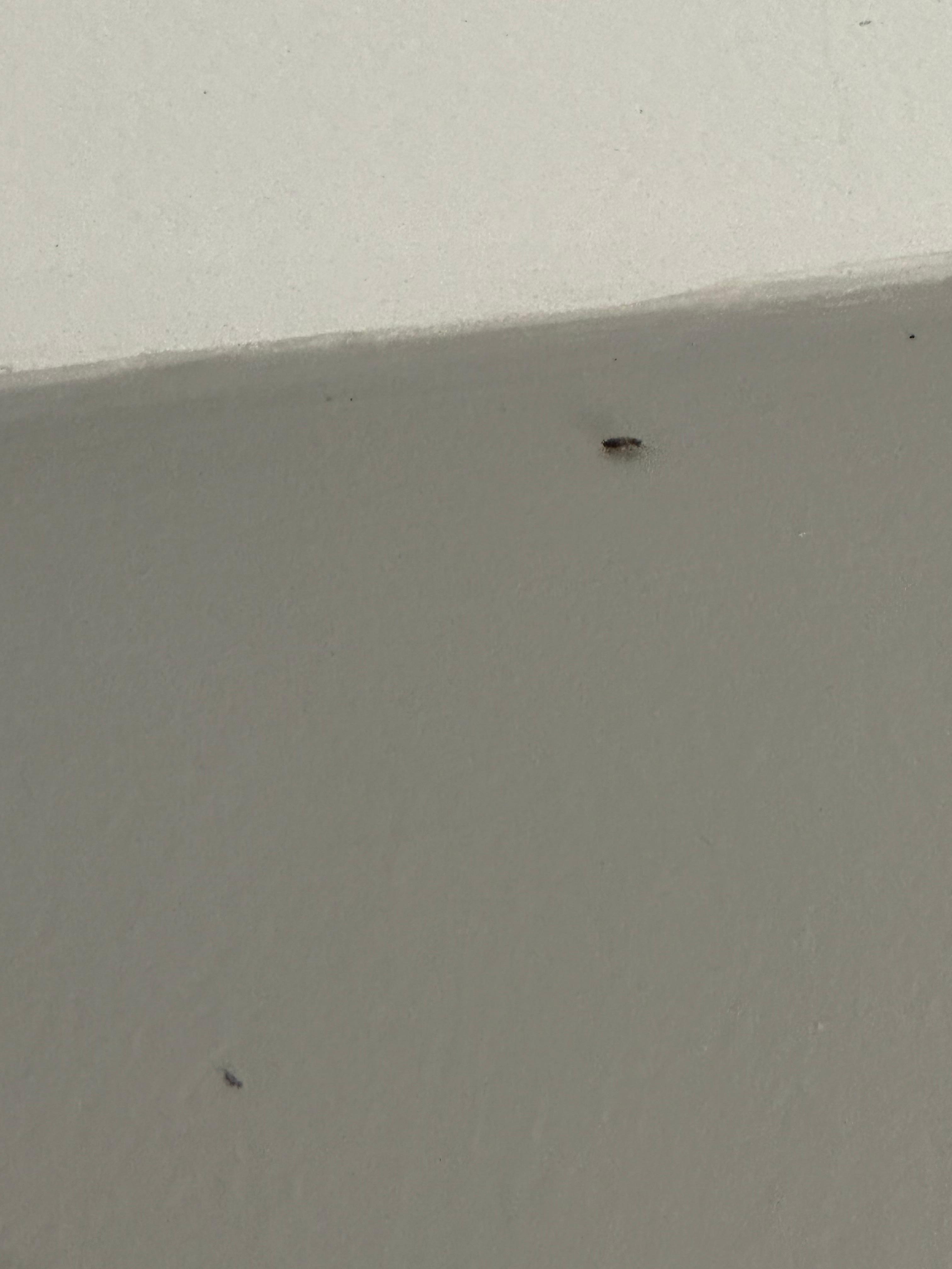 Live roaches crawling on wall 