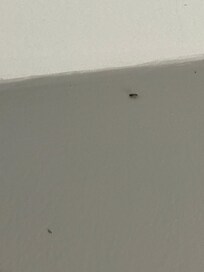 Live roaches crawling on wall