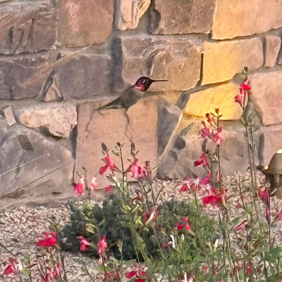 There were so many hummingbirds! 