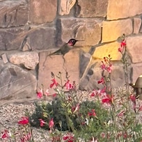 There were so many hummingbirds!