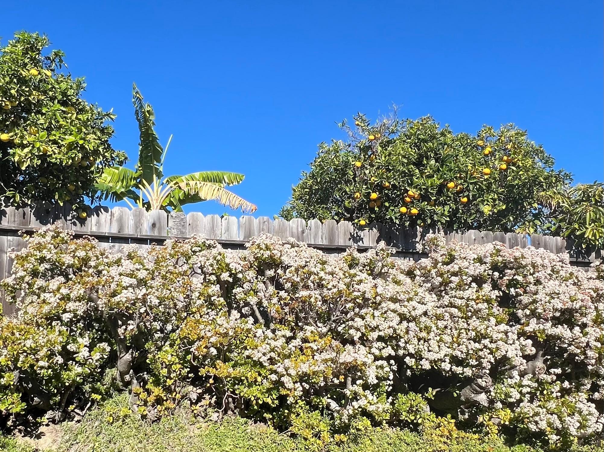The jade in backyard was beautiful and we enjoyed watching hummingbirds among the blossoms 