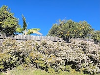 The jade in backyard was beautiful and we enjoyed watching hummingbirds among the blossoms