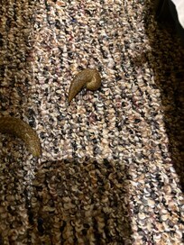 Slimy slugs found in one of the bedrooms.