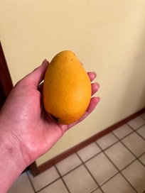Fresh mango picked for breakfast!
