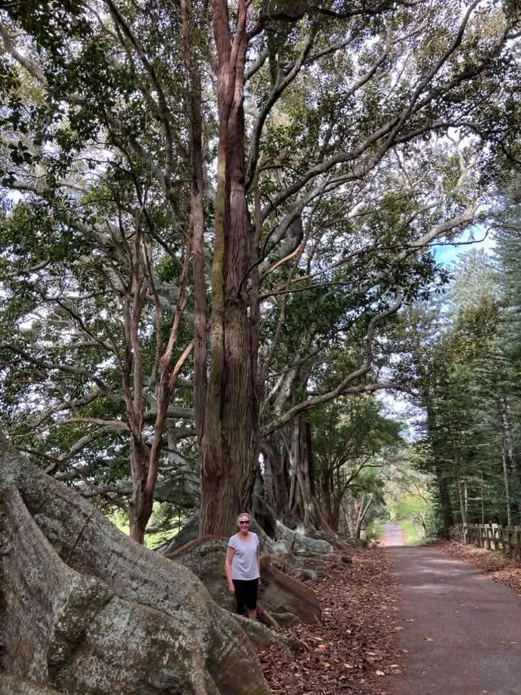 Small trees to be found on the road near airport 