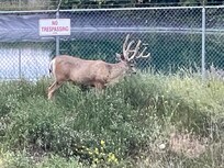 Majestic wildlife