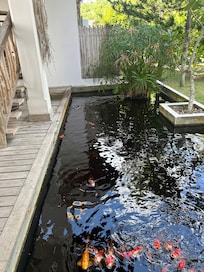 Koi pond