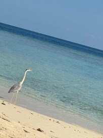 More wild visitors