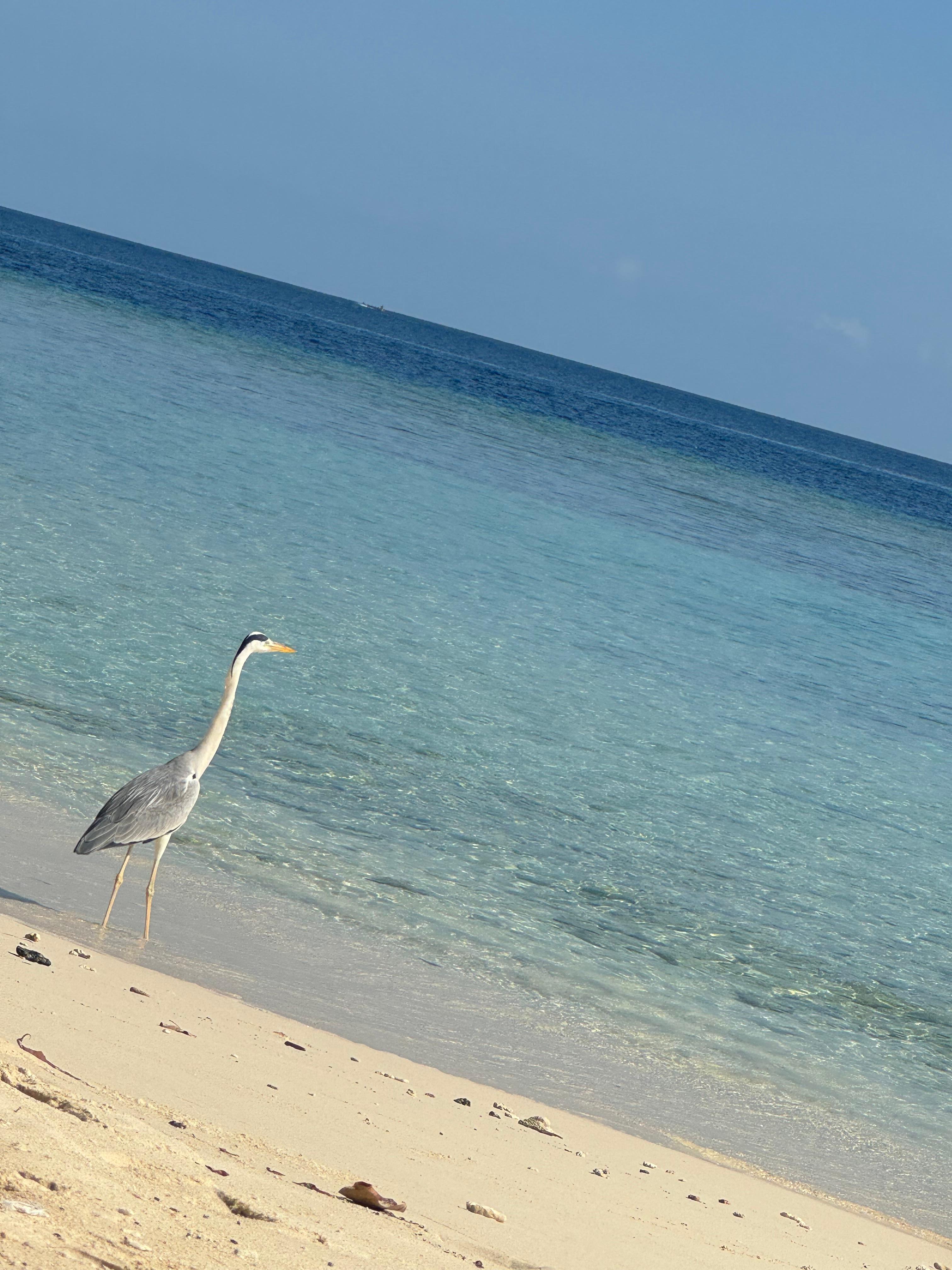 More wild visitors 