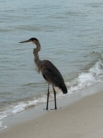 Right on the beach!!