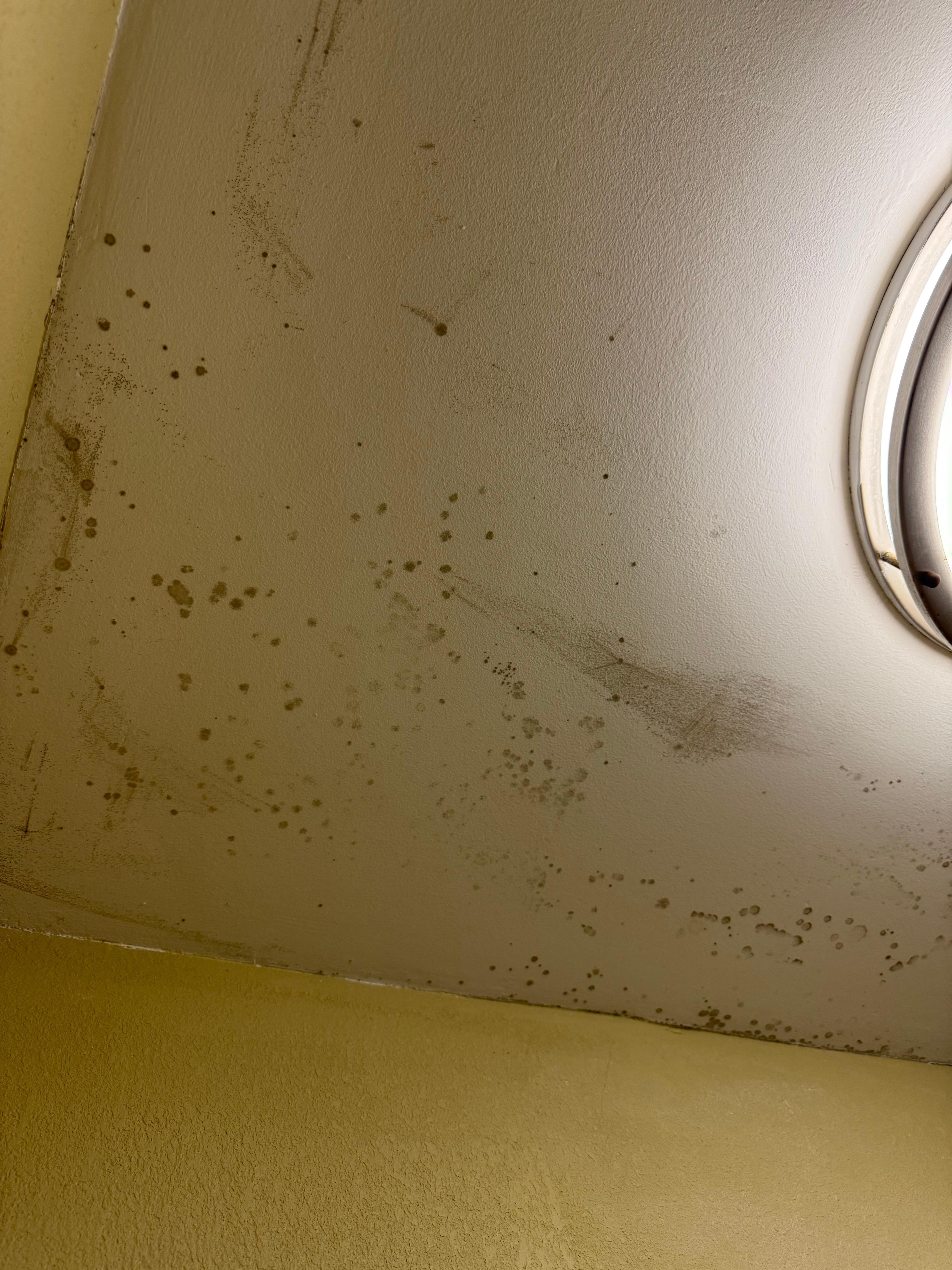 bathroom mold