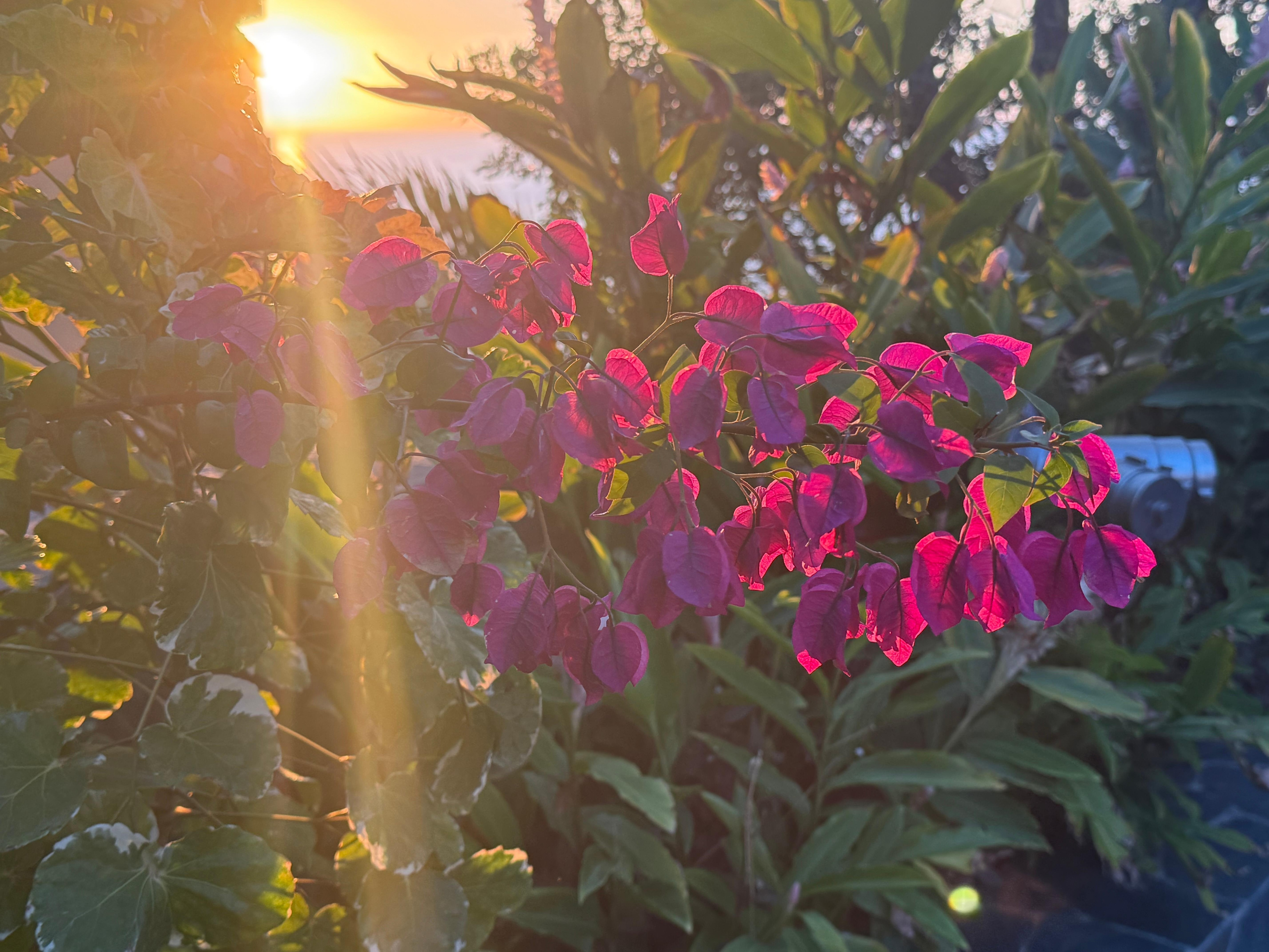 Flowers at sunset