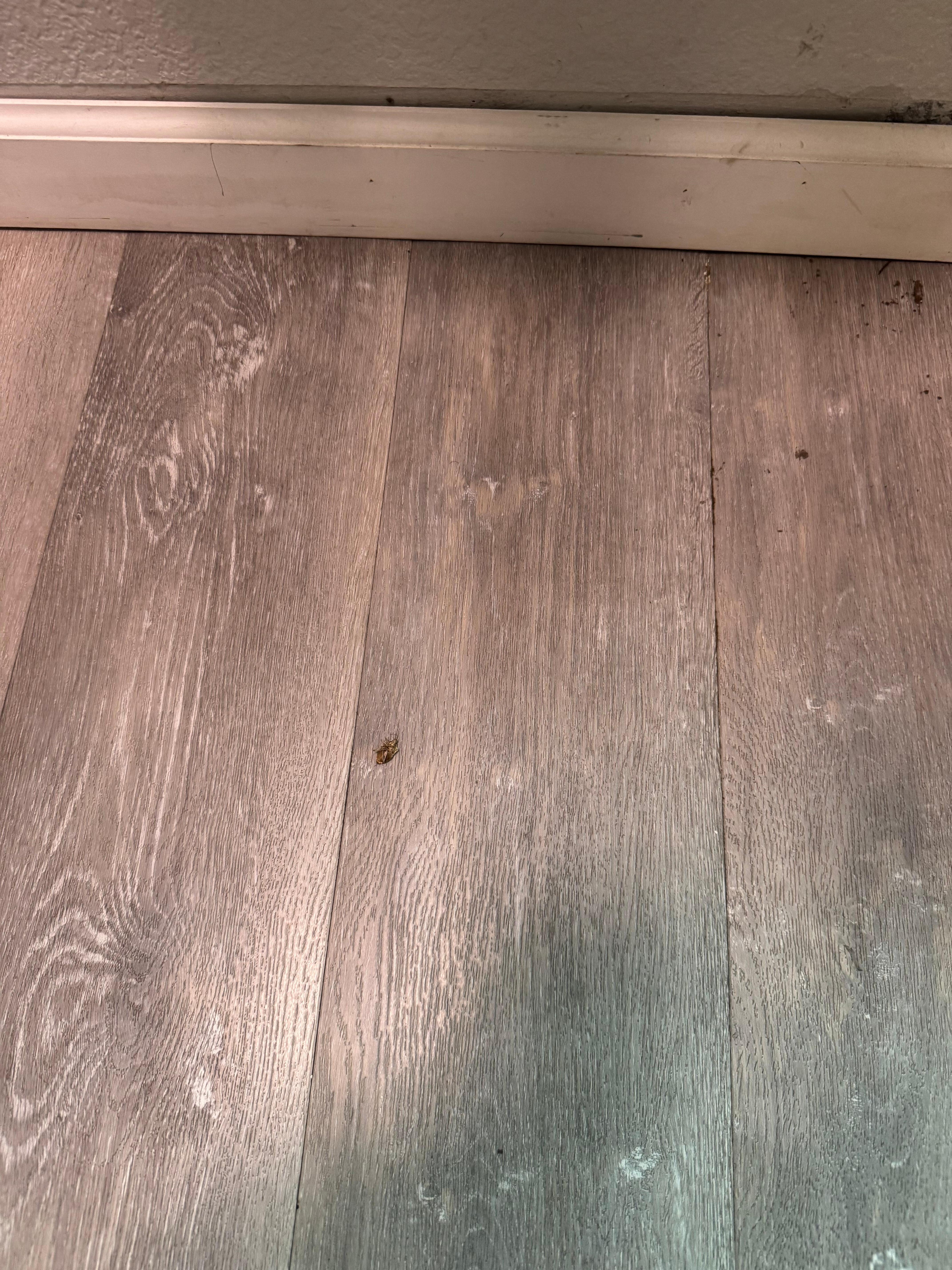 Bugs and loose flooring 