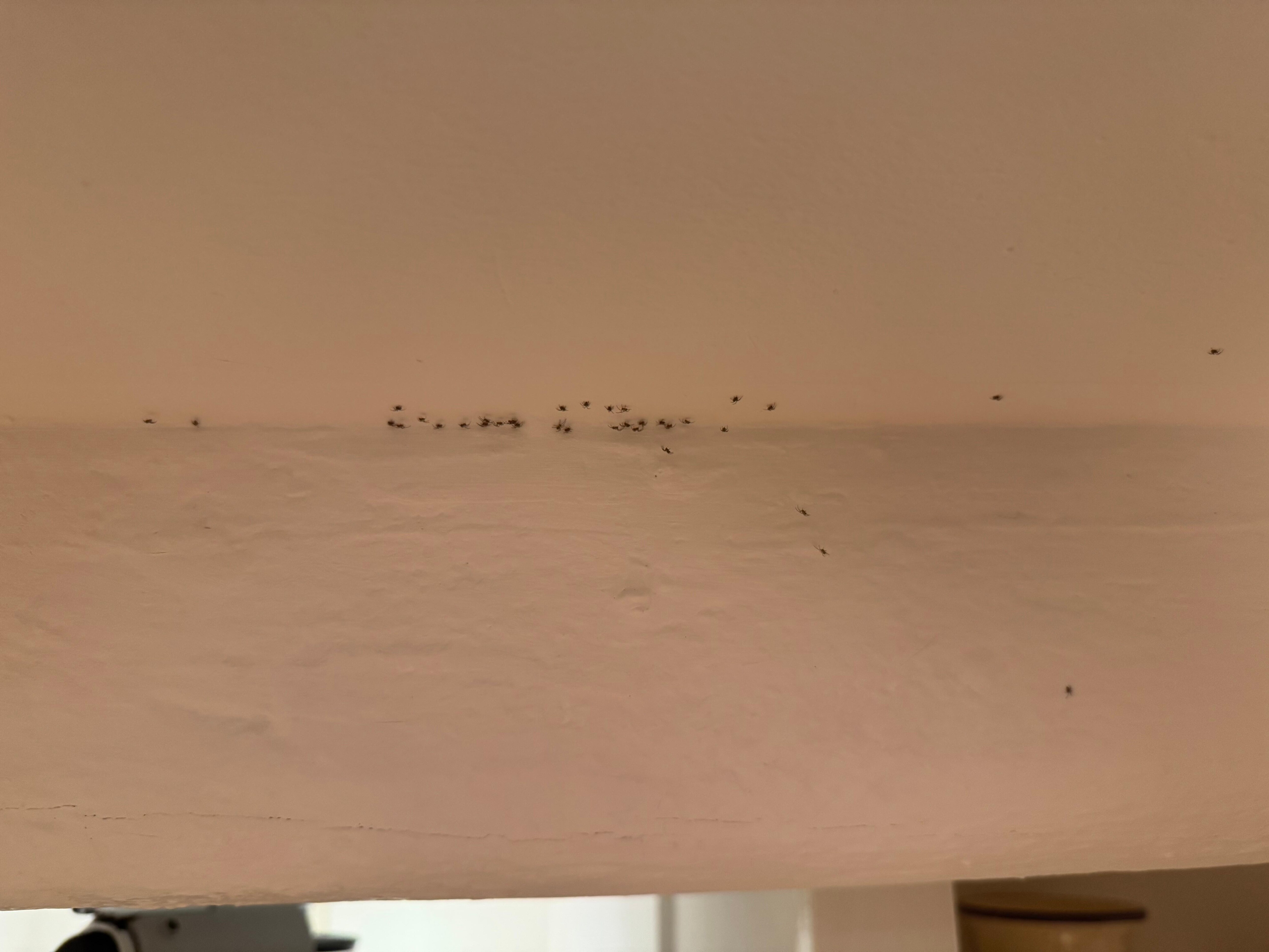 Spinnen an der Decke nach unserer Ankunft