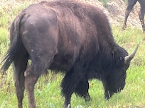 Bison