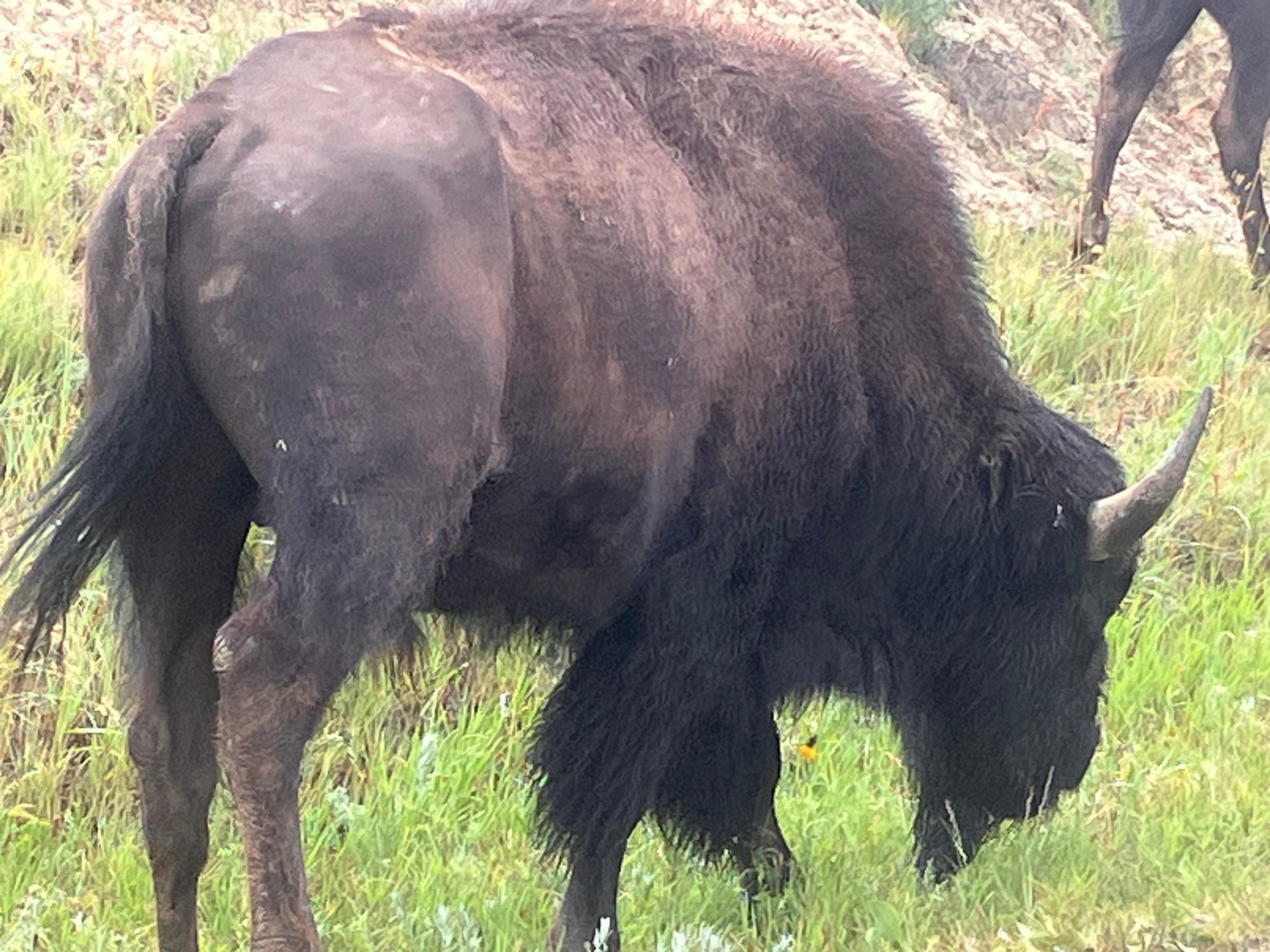 Bison