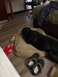 Happy dog- I always bring their pillows-