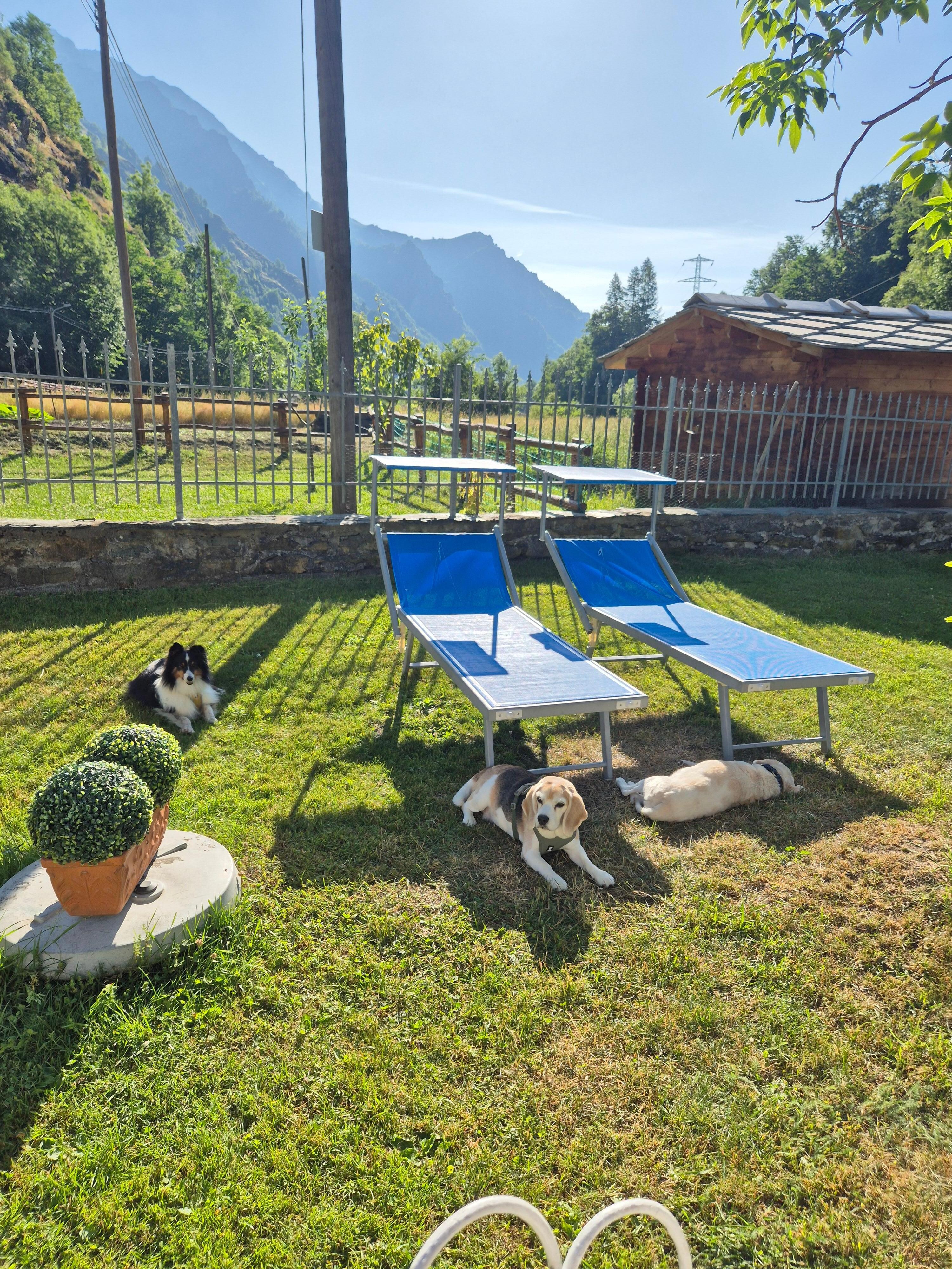 Milù, Noir e Magà in relax nel giardino dello Chalet A e T - Crot