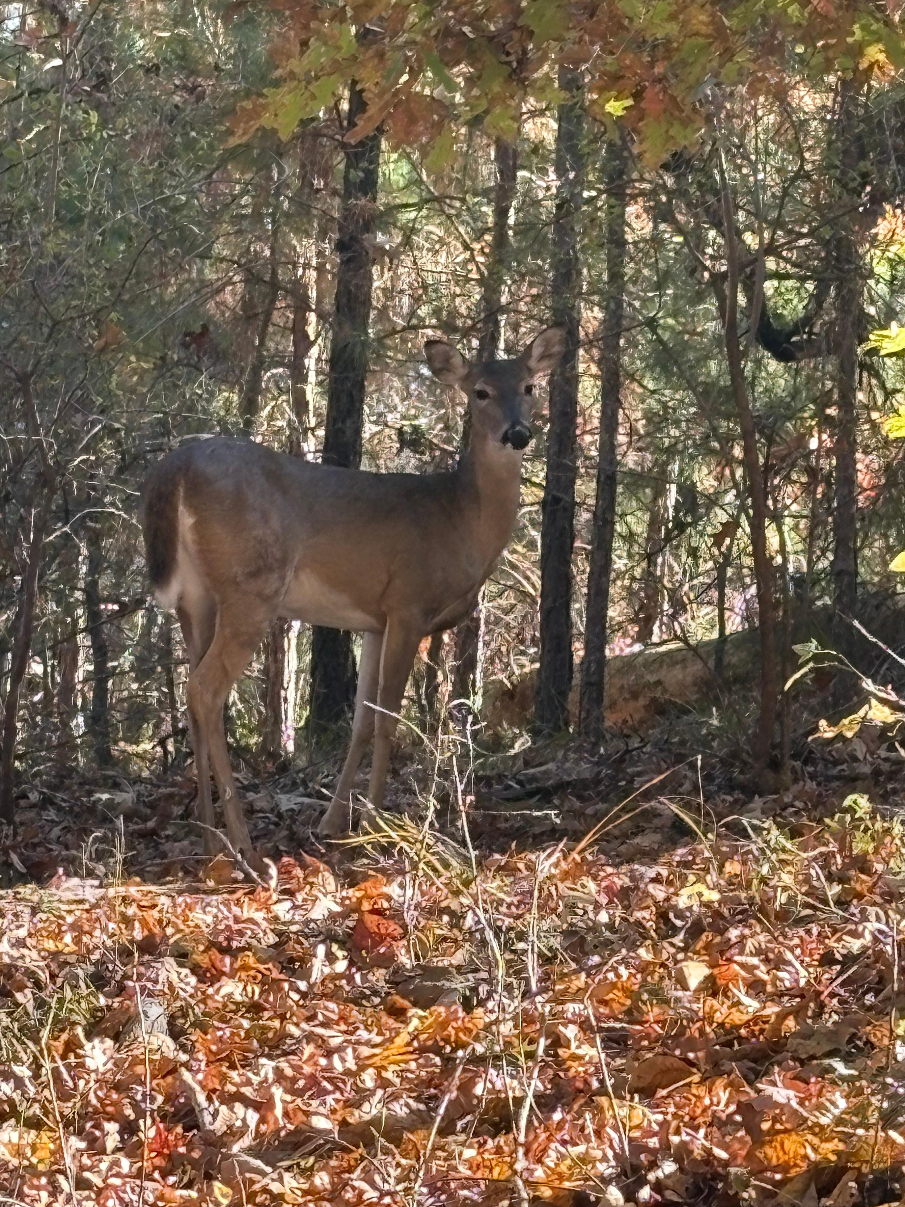 White tails on property