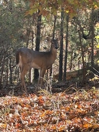 White tails on property