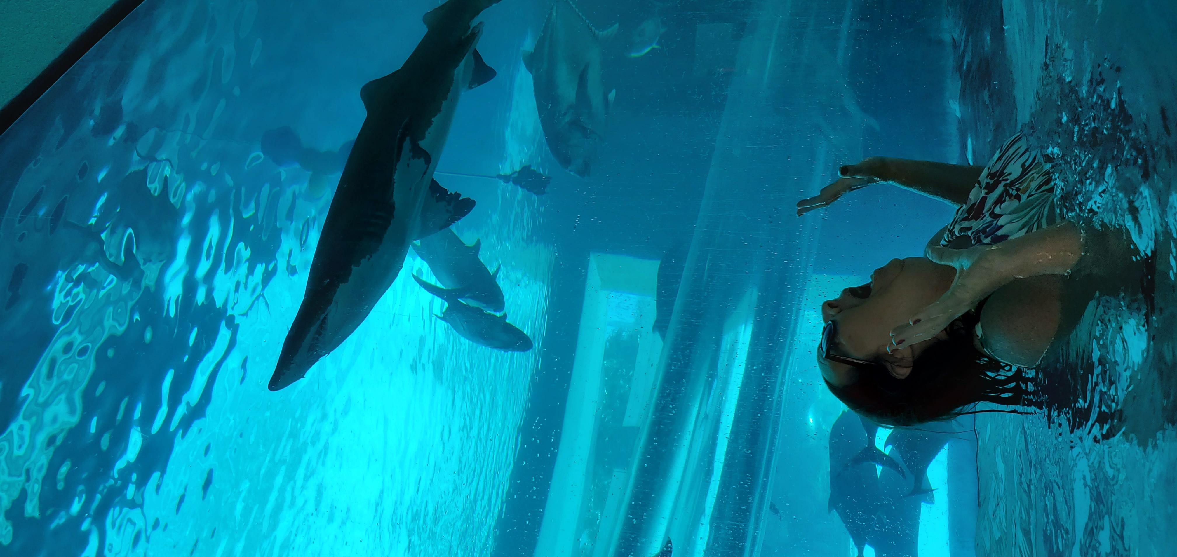 Shark pool. 