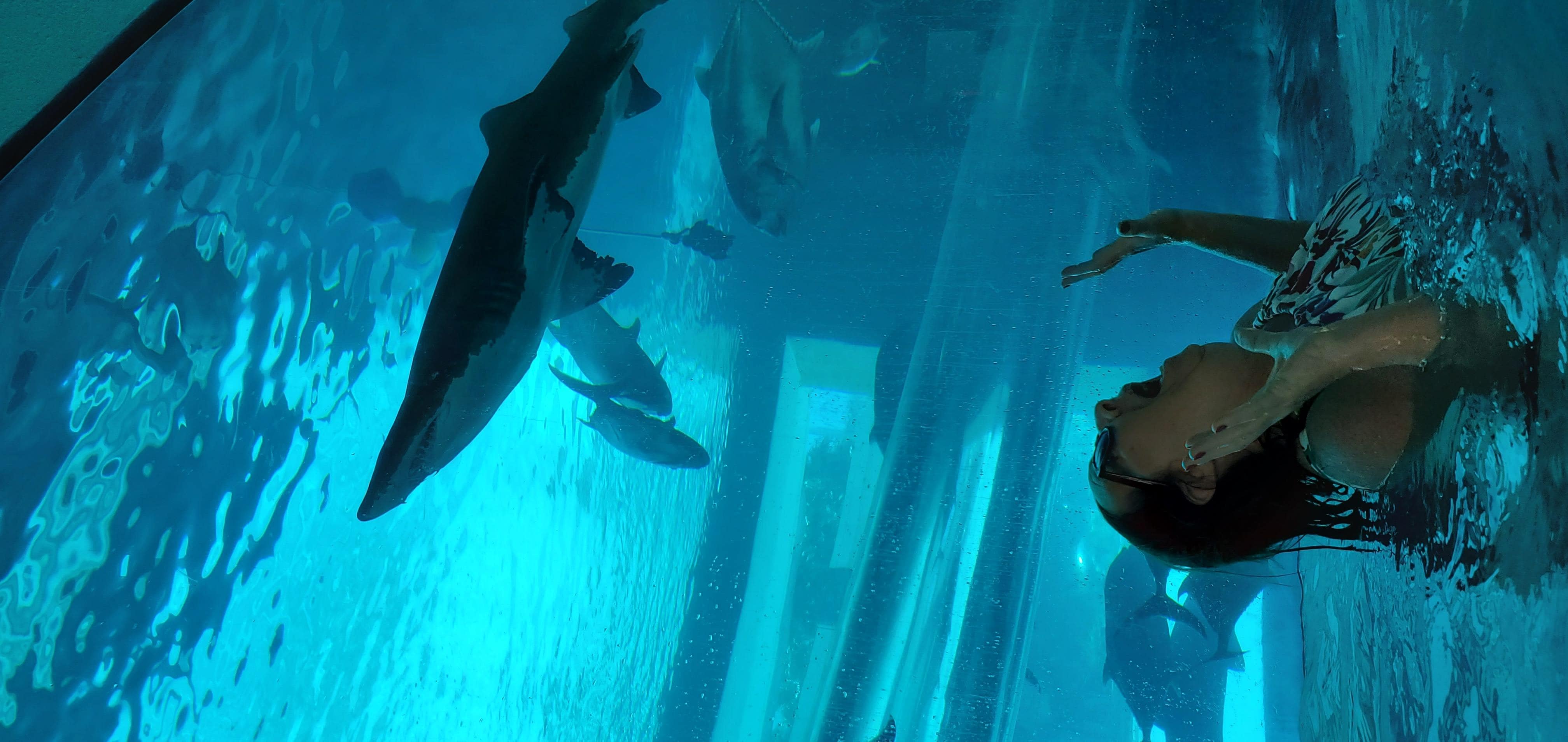 Shark pool.