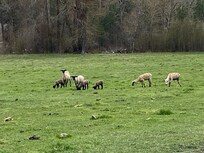 Mamas and their lambs.