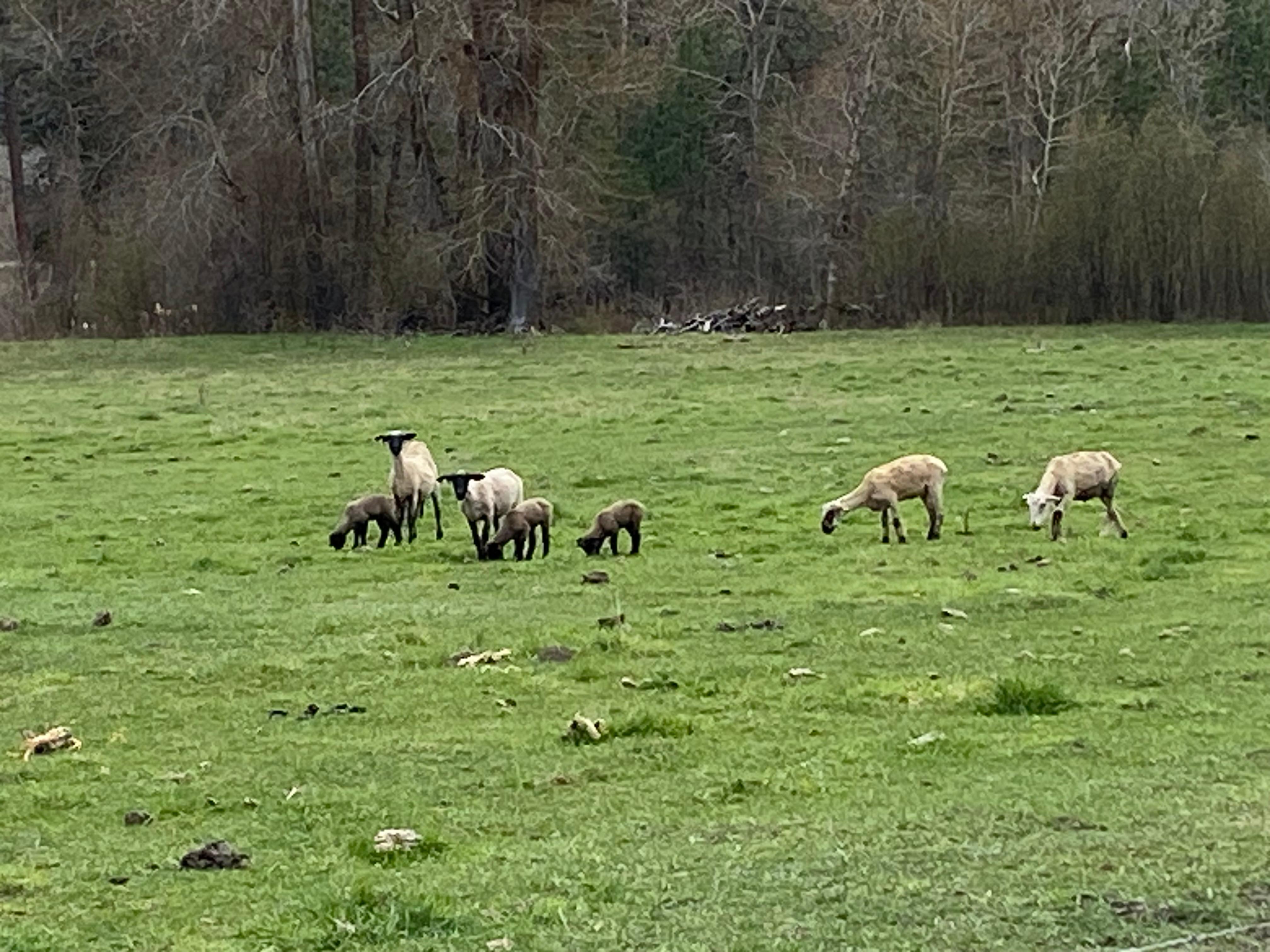 Mamas and their lambs. 
