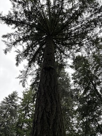 Huge beautiful green trees on the property.
