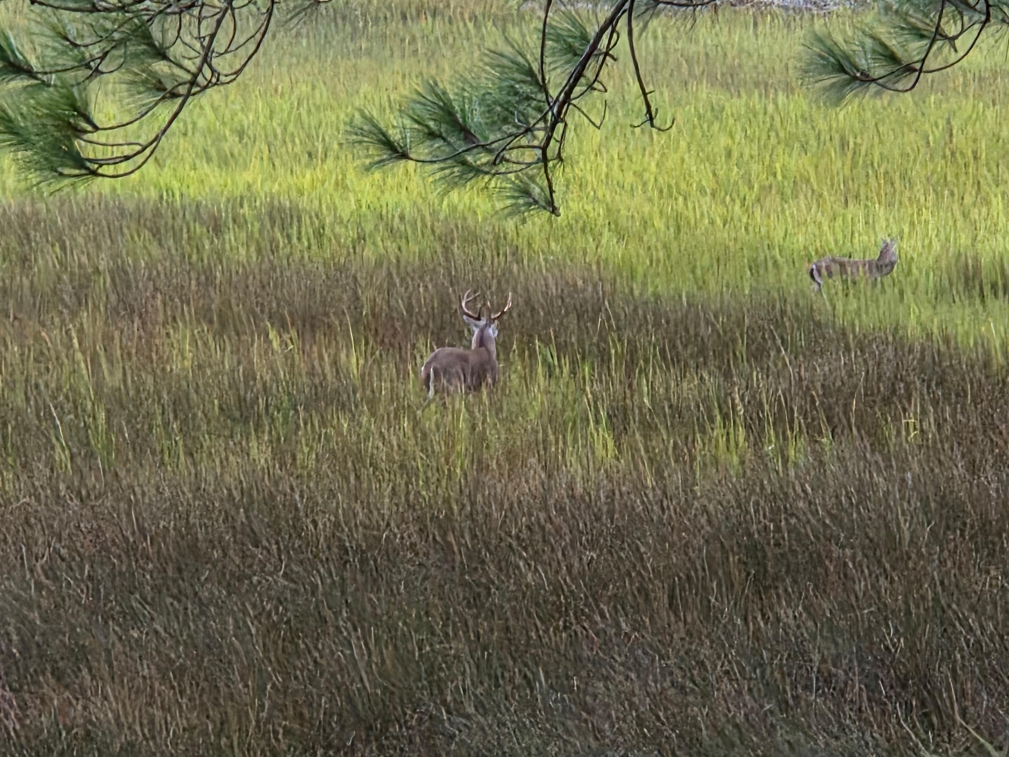 Morning visitors / low tide