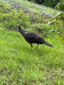 We got to see some wildlife turkeys, deer, chipmunks and beavers 😀