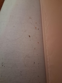 Dead ones behind the mattress