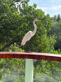 Bird on our balcony