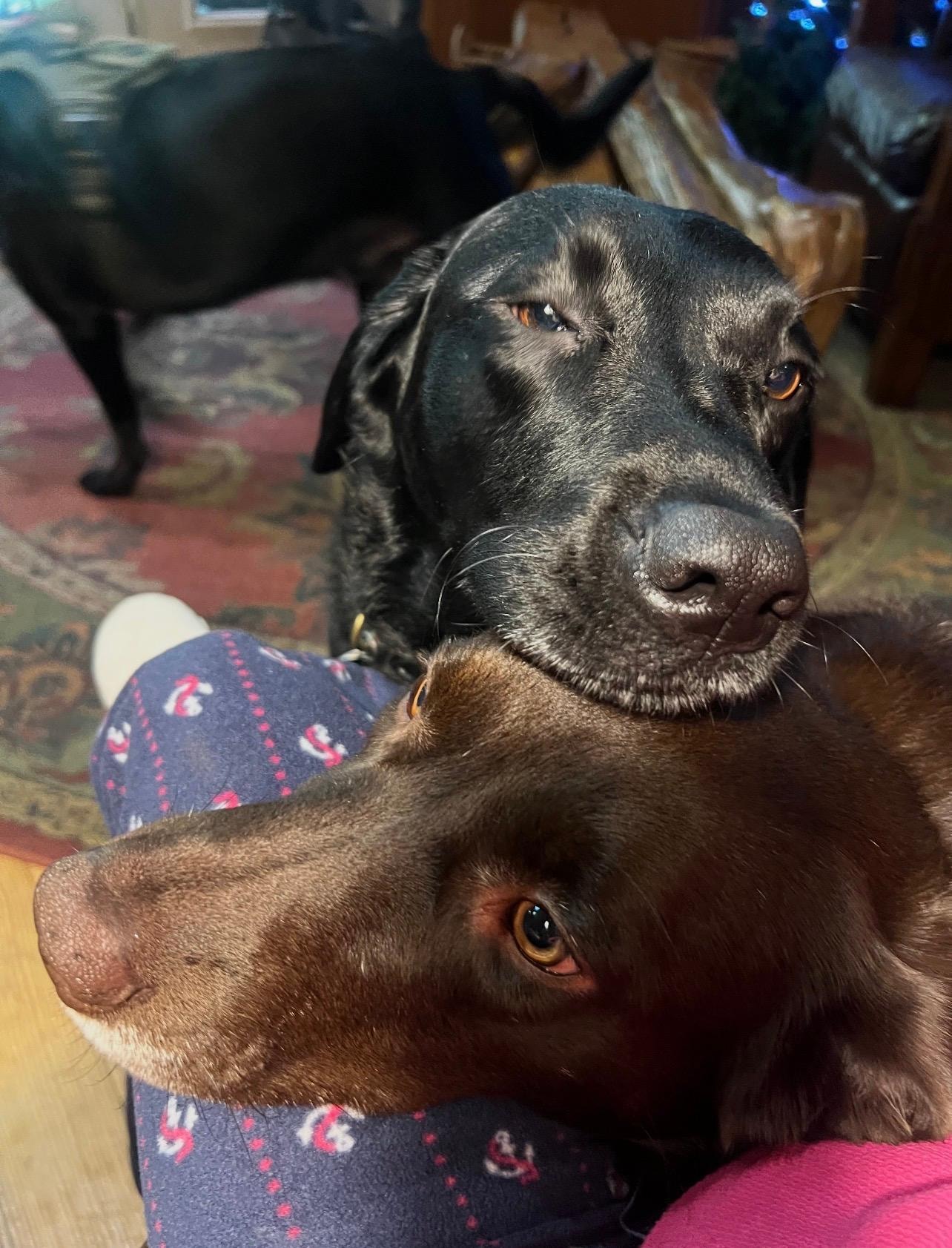 Super relaxed doggies