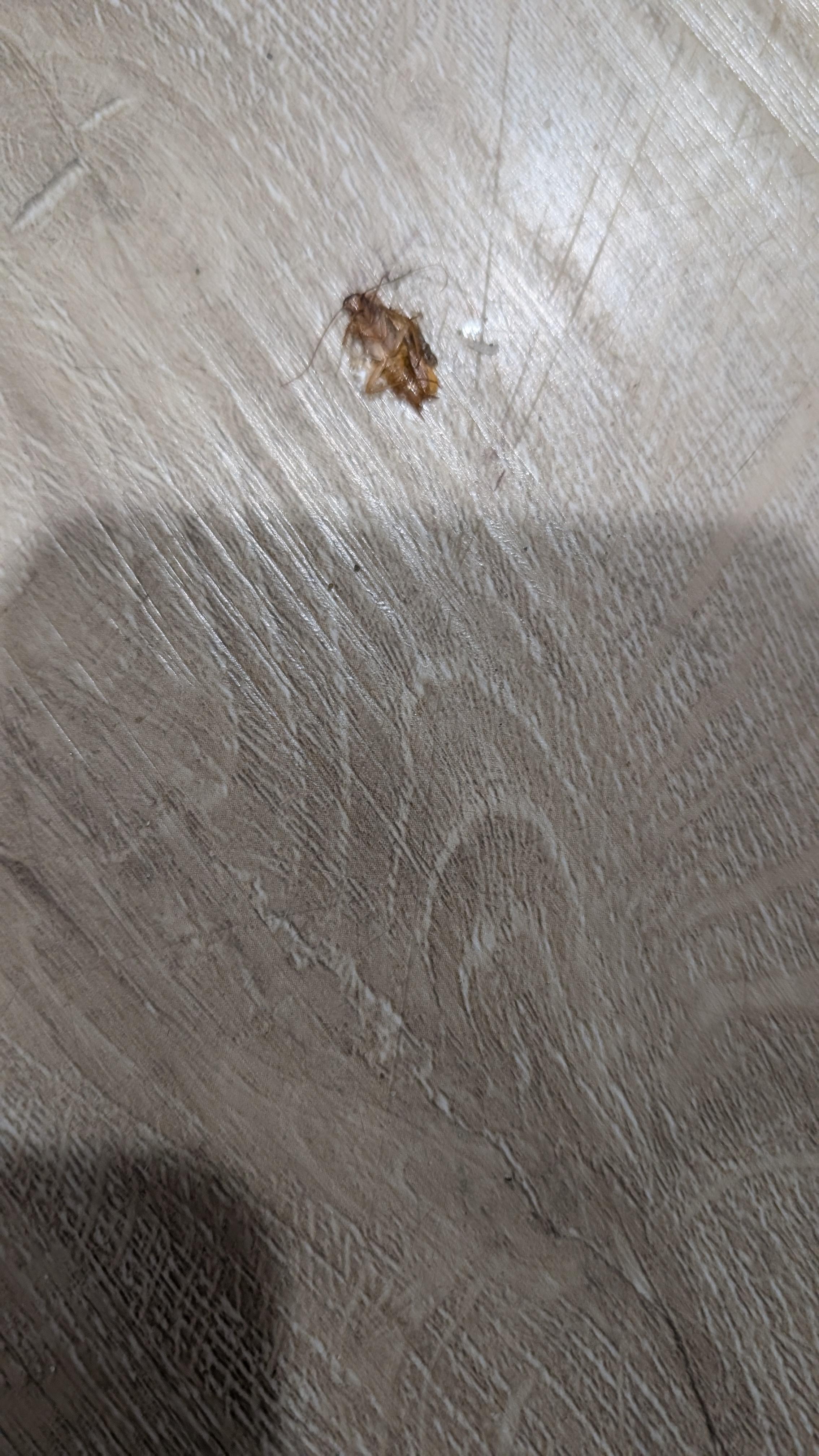 Cockroach on the floor